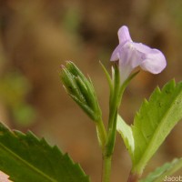 Bonnaya ciliata (Colsm.) Spreng.